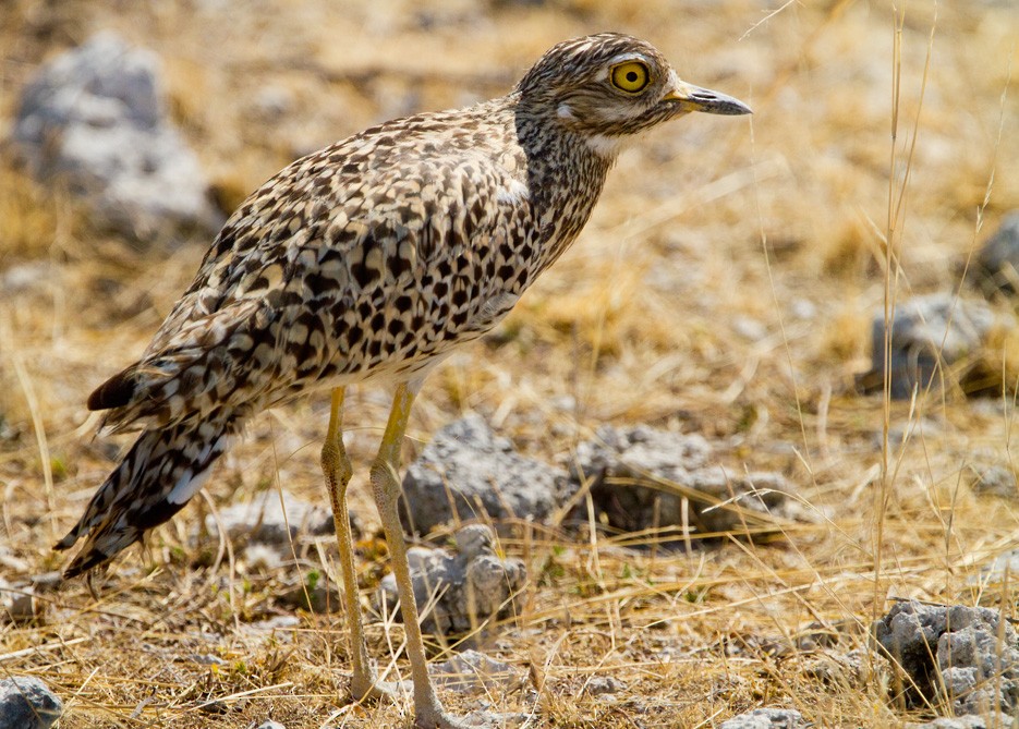 Spotted Thick-knee - ML205720881