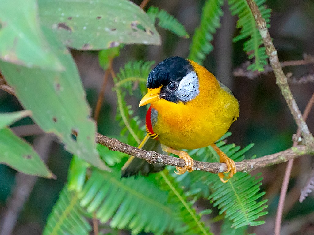 Silver-eared Mesia (Silver-eared) - David and Kathy Cook