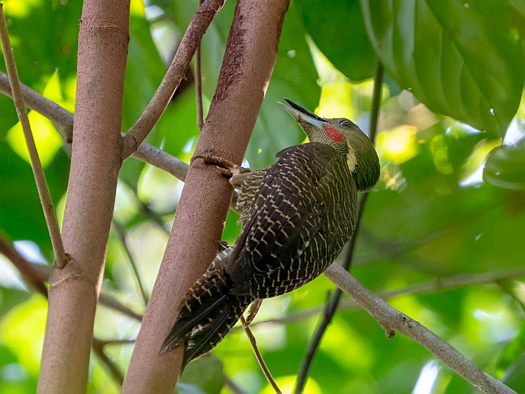 Buff-necked Woodpecker - David and Kathy Cook