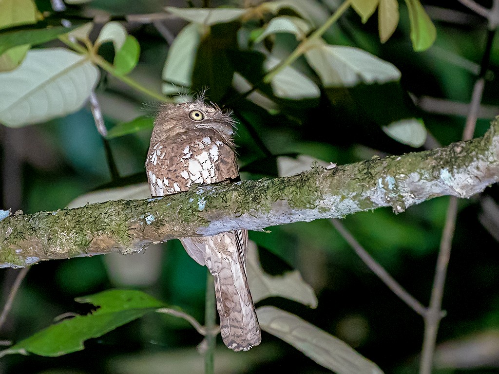 Blyth's Frogmouth - David and Kathy Cook