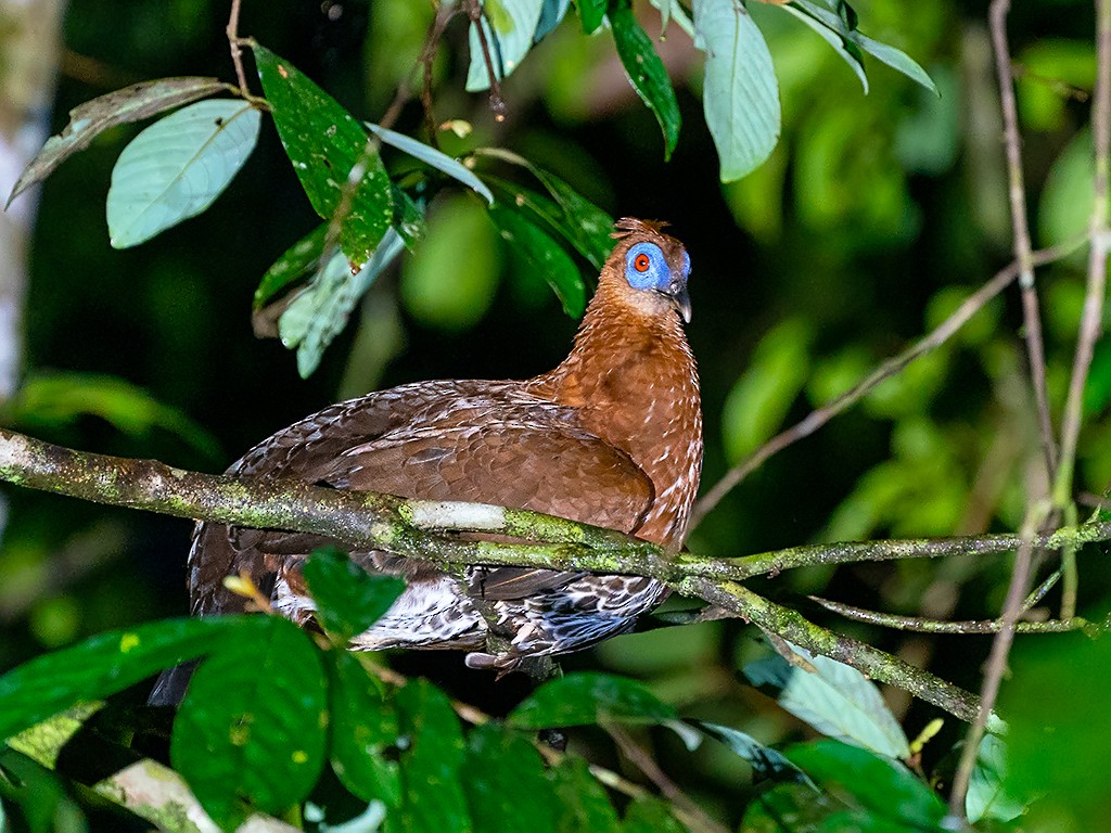 Bornean Crested Fireback - David and Kathy Cook