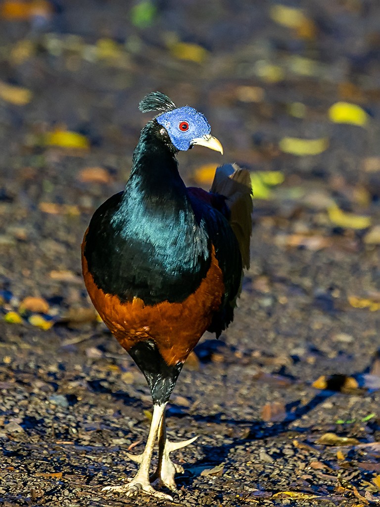 Bornean Crested Fireback - David and Kathy Cook