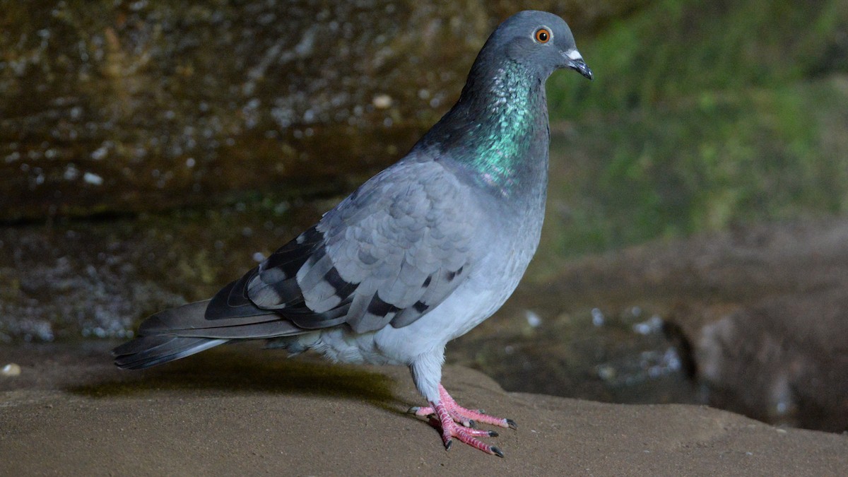 Rock Pigeon (Feral Pigeon) - ML20572131