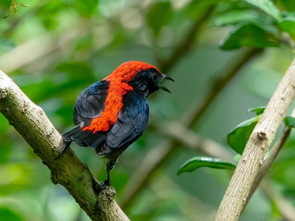 Scarlet-backed Flowerpecker - David and Kathy Cook
