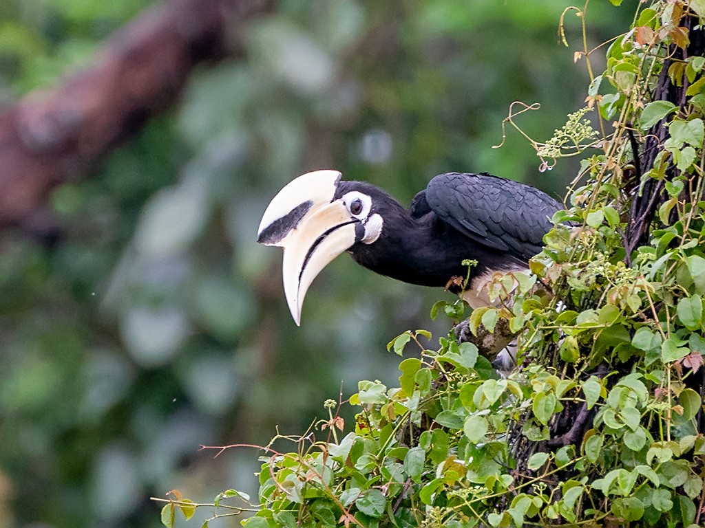Oriental Pied-Hornbill - David and Kathy Cook