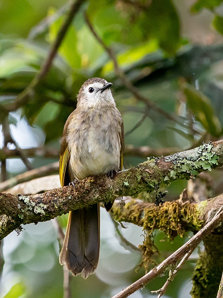 Pale-faced Bulbul - David and Kathy Cook