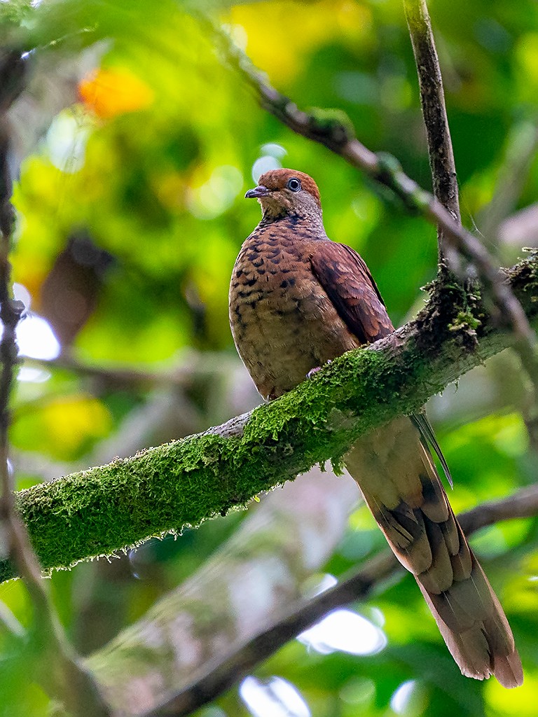Little Cuckoo-Dove - David and Kathy Cook