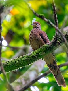 Little Cuckoo-Dove, ML205721541