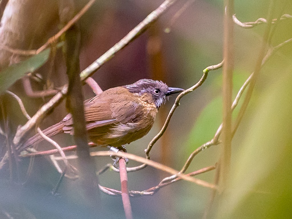Gray-throated Babbler - David and Kathy Cook