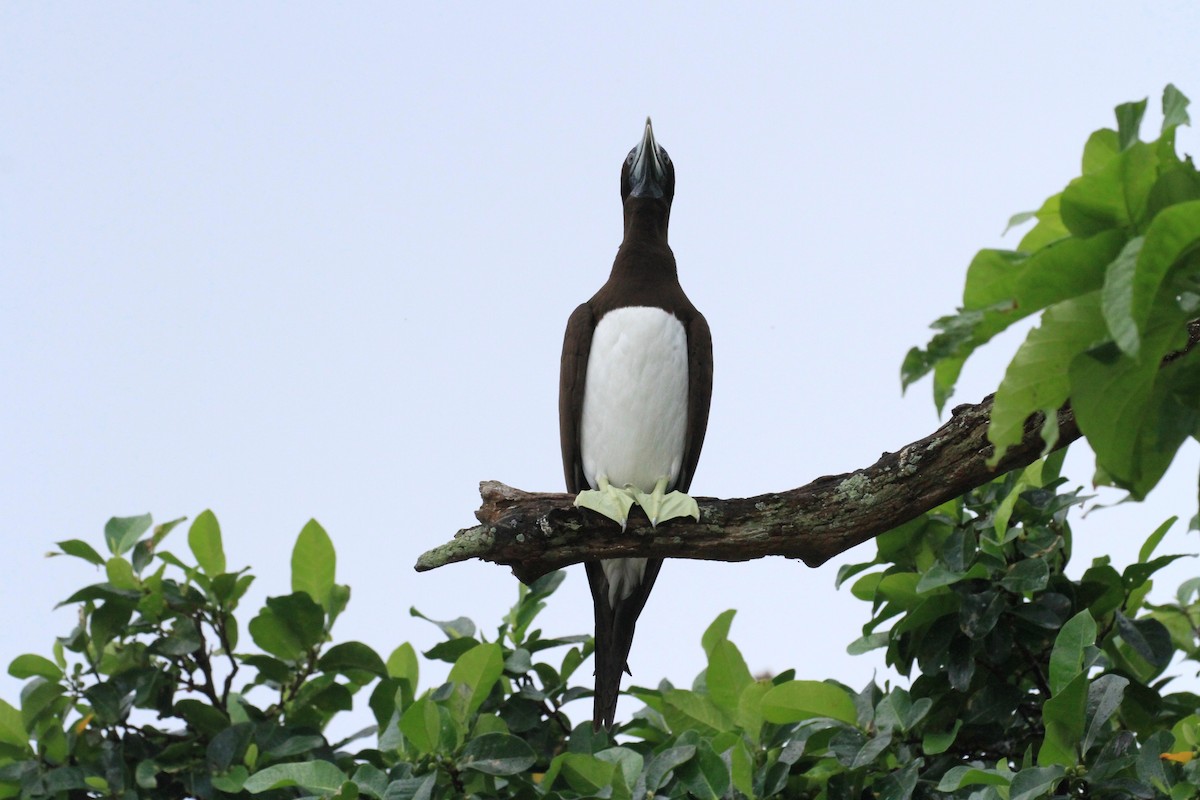 Brown Booby (Forster's) - ML205721621