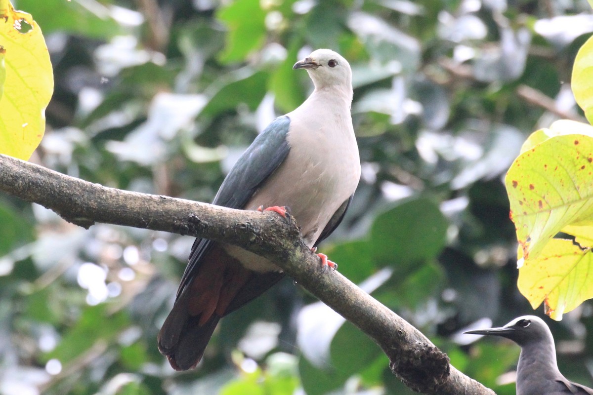 Pacific Imperial-Pigeon - ML205721661