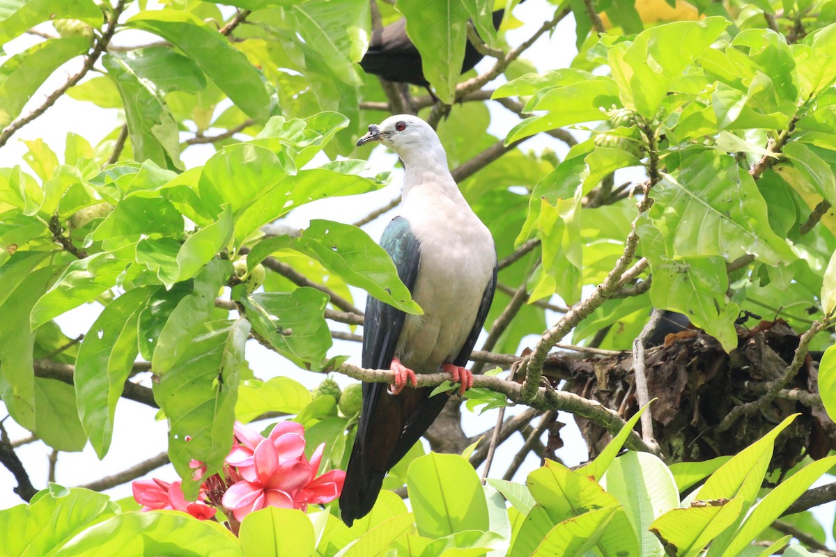 Pacific Imperial-Pigeon - ML205721671