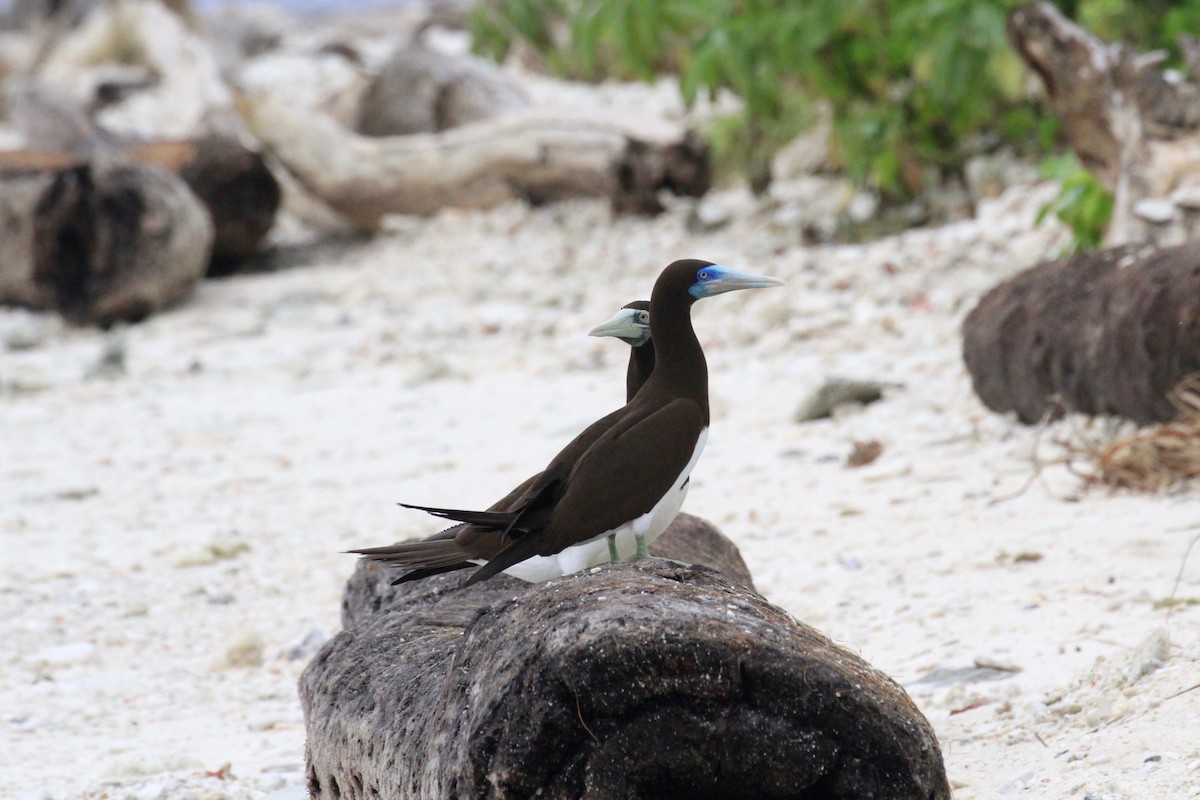 Brown Booby (Forster's) - ML205721711