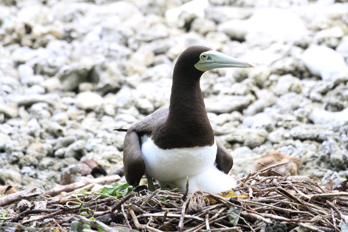 Brown Booby (Forster's) - Charles Davies