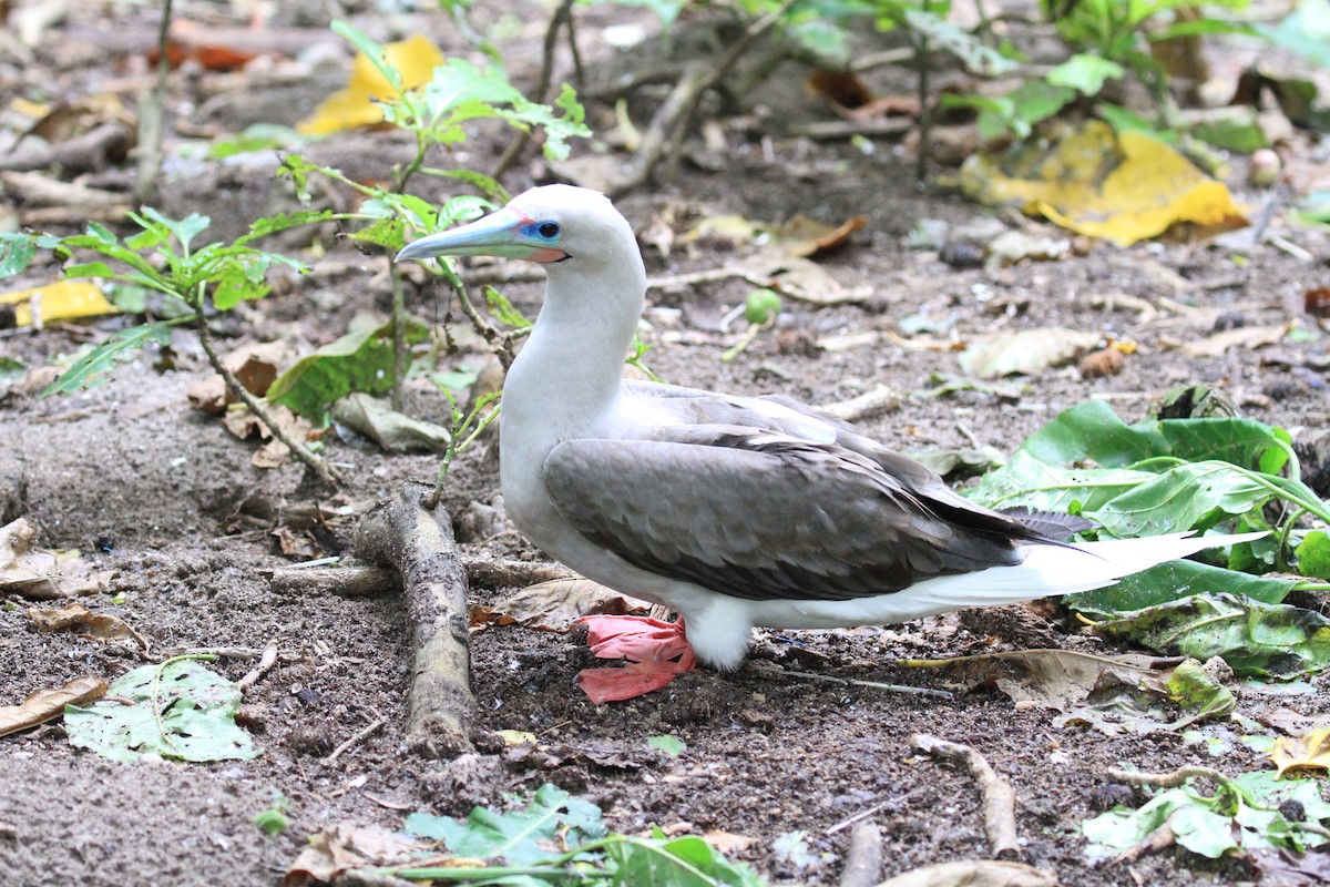 Red-footed Booby (Indopacific) - Charles Davies