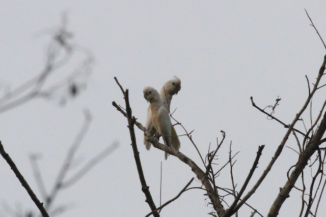 シロビタイムジオウム Ebird
