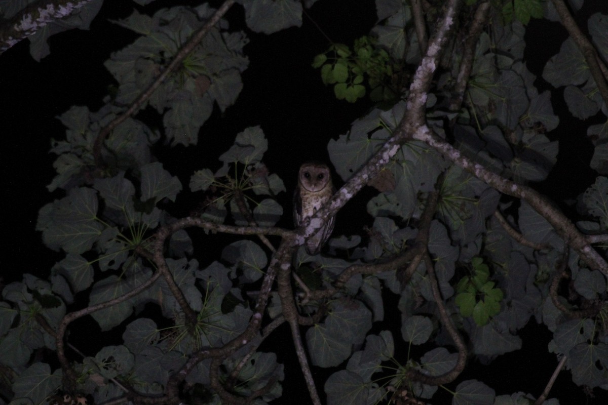 Lesser Masked-Owl (Buru) - ML205722131