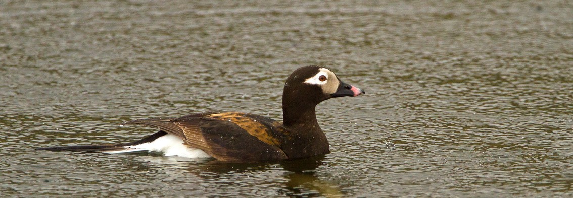 Long-tailed Duck - Morten Venas
