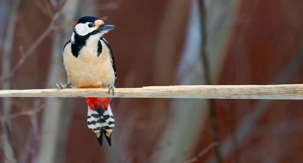 Great Spotted Woodpecker (Great Spotted) - Morten Venas