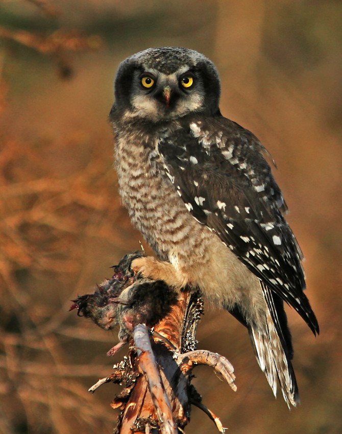 Northern Hawk Owl (Eurasian) - ML205722481