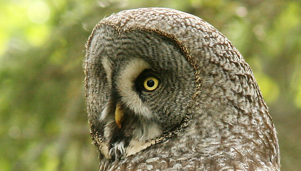 Great Gray Owl (Lapland) - Morten Venas