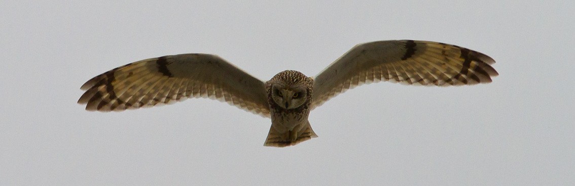 Short-eared Owl (Northern) - Morten Venas