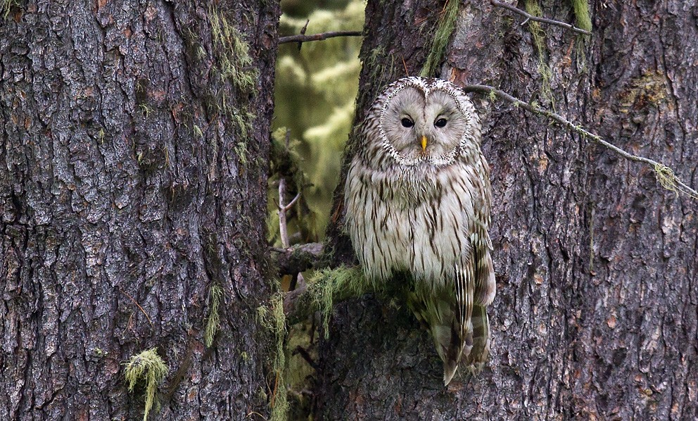 Ural Owl - Morten Venas