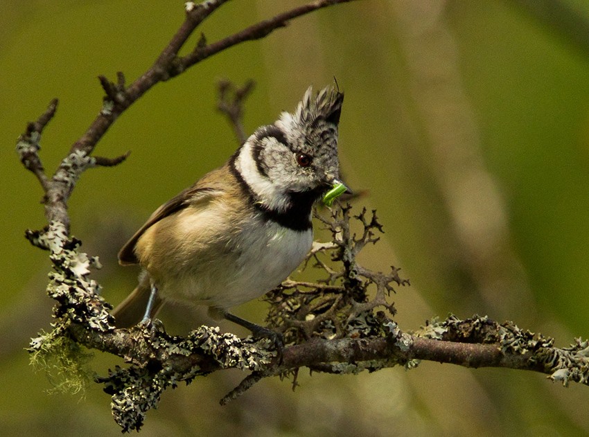 Crested Tit - ML205722731