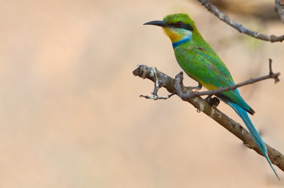 Swallow-tailed Bee-eater - ML205722811