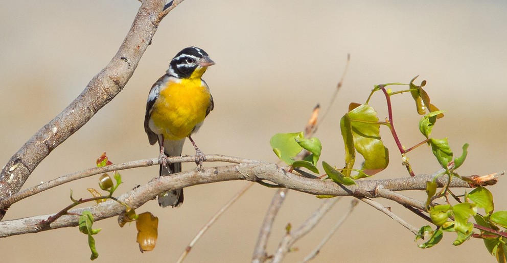 Golden-breasted Bunting - ML205722851