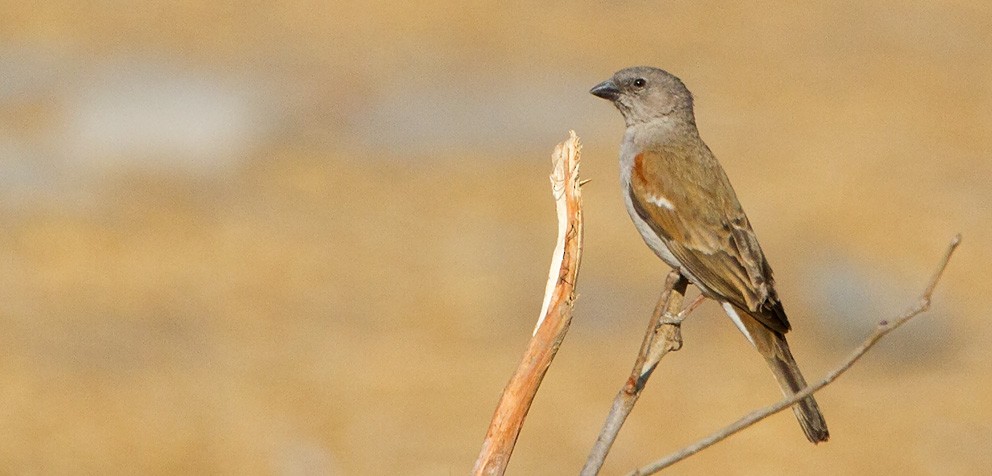 Southern Gray-headed Sparrow - Morten Venas