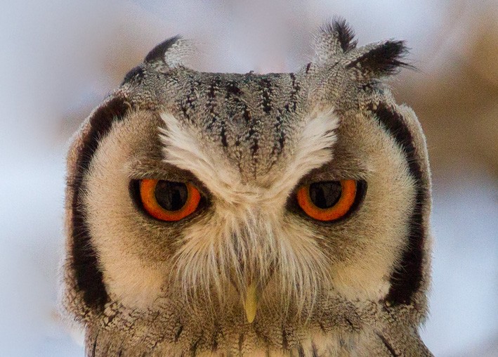 Southern White-faced Owl - ML205722921