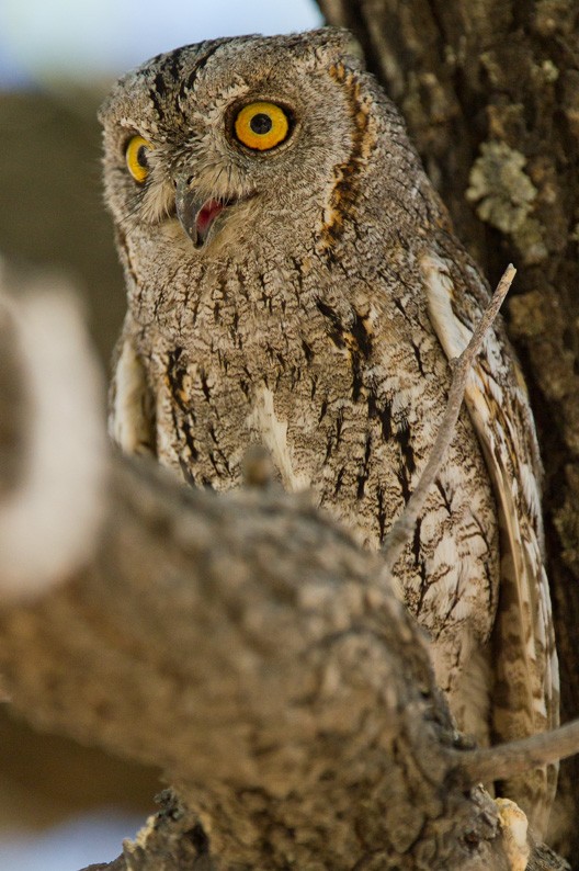 African Scops-Owl (African) - Morten Venas