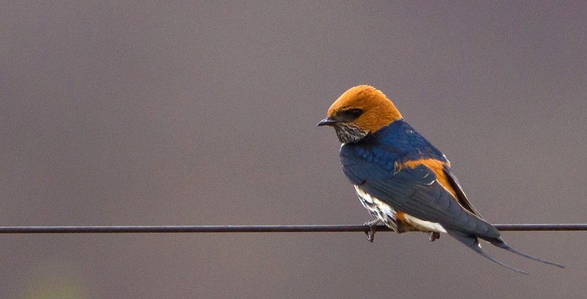 Lesser Striped Swallow - Morten Venas