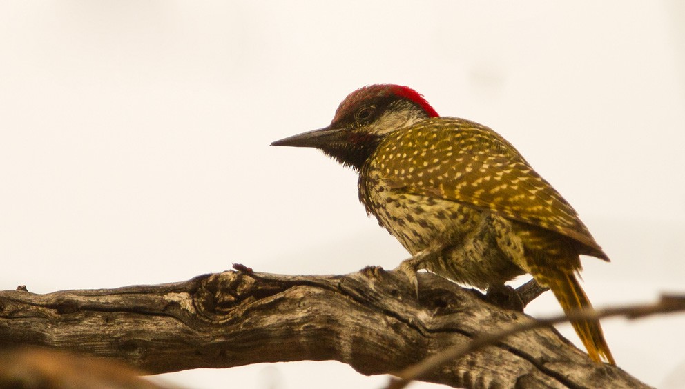 Golden-tailed Woodpecker (Golden-tailed) - ML205723231