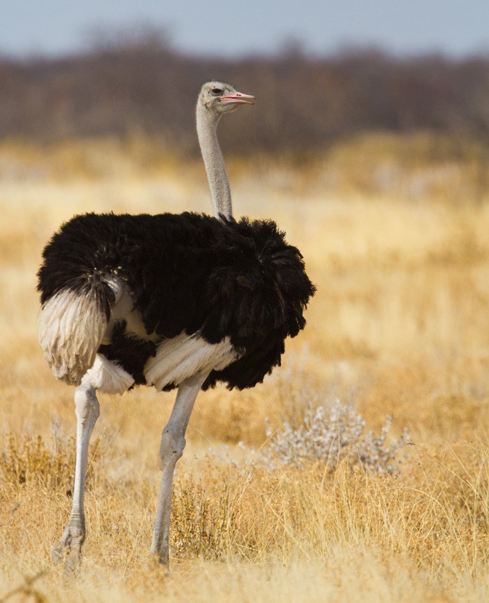 Common Ostrich - Morten Venas