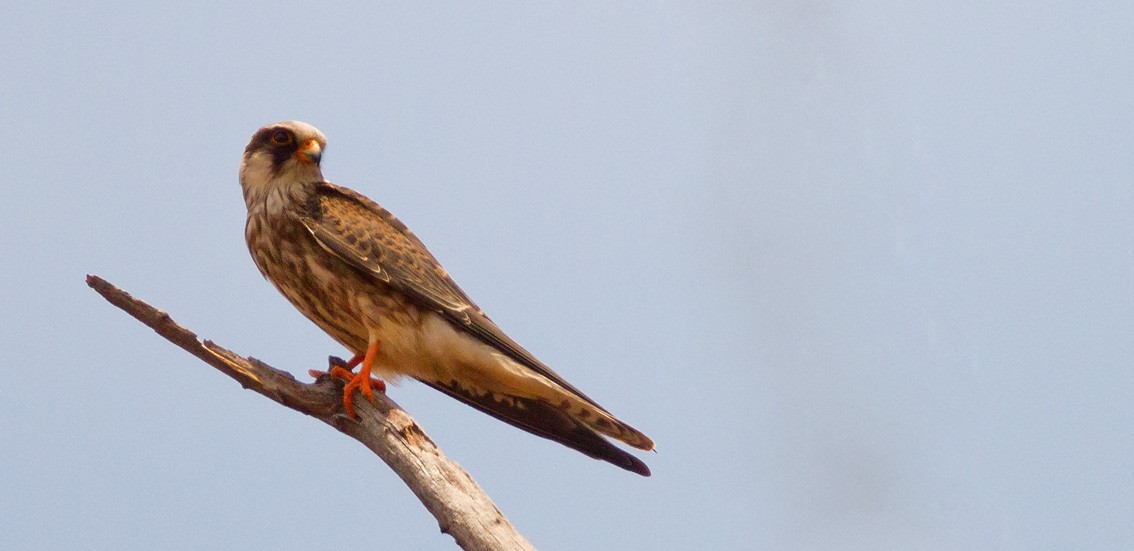 Amur Falcon - Morten Venas
