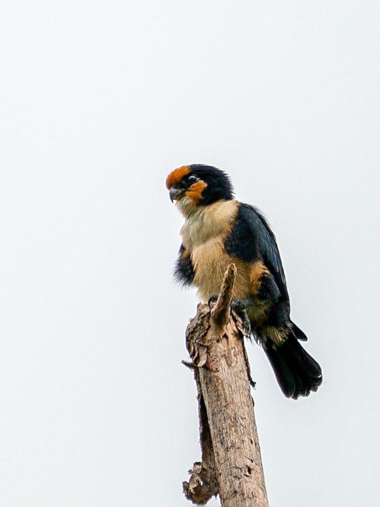 White-fronted Falconet - David and Kathy Cook