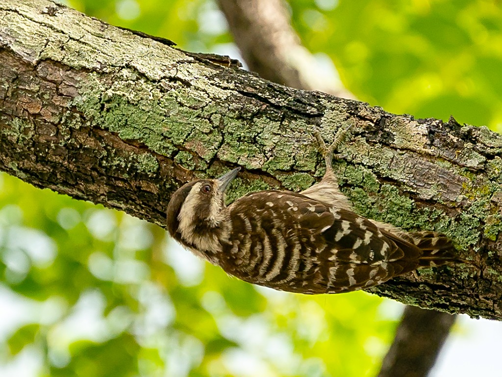 Sunda Pygmy Woodpecker - David and Kathy Cook