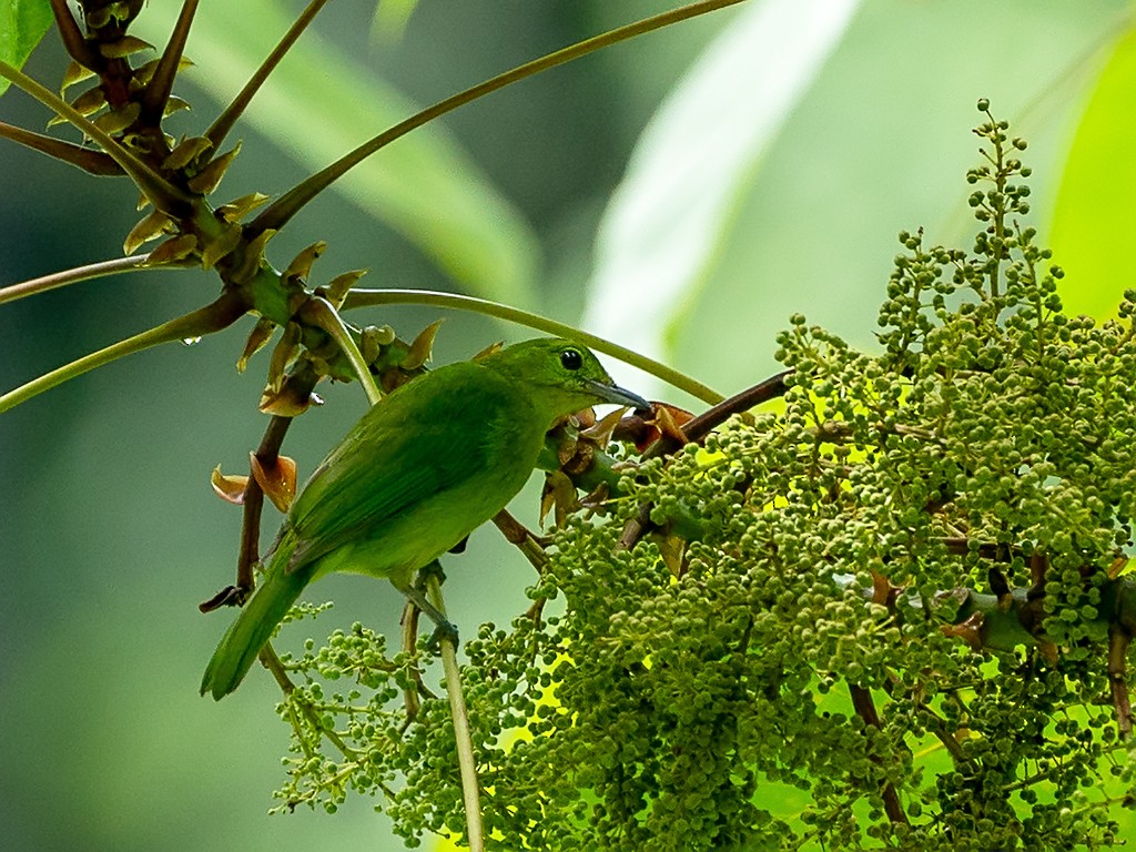 Lesser Green Leafbird - David and Kathy Cook