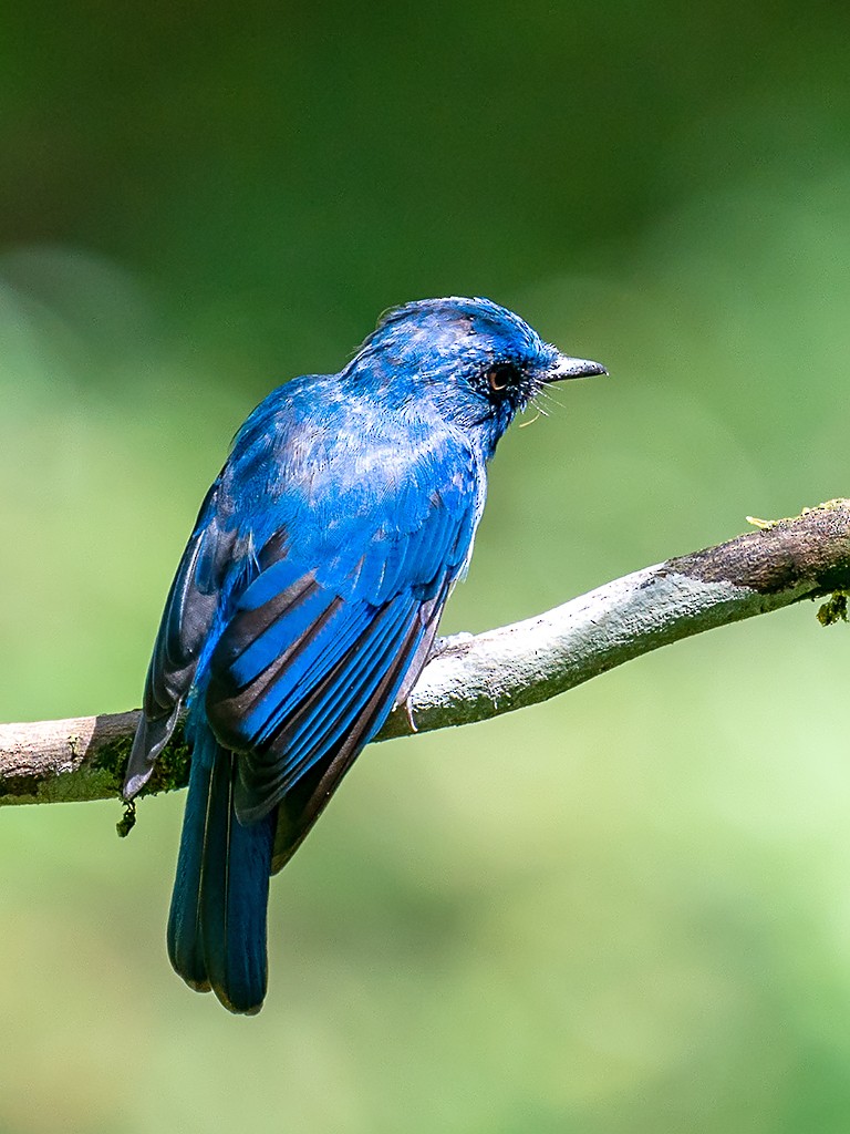 Malaysian Blue Flycatcher - David and Kathy Cook