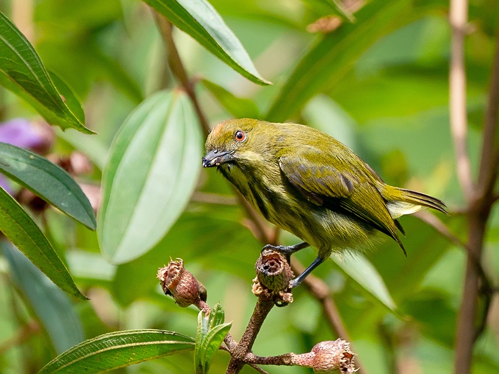 Yellow-breasted Flowerpecker - David and Kathy Cook