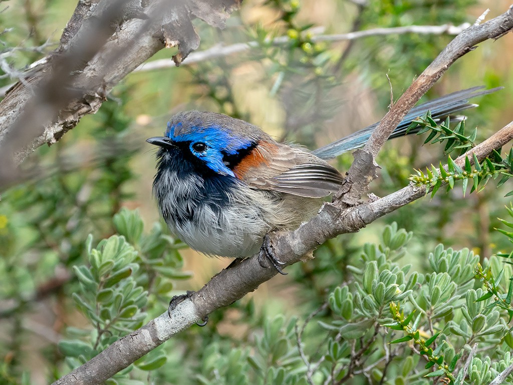 Blue-breasted Fairywren - David and Kathy Cook
