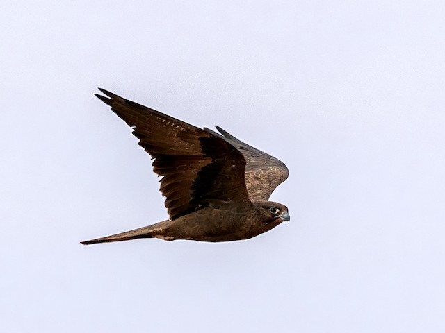 Adult lateral view. - Black Falcon - 