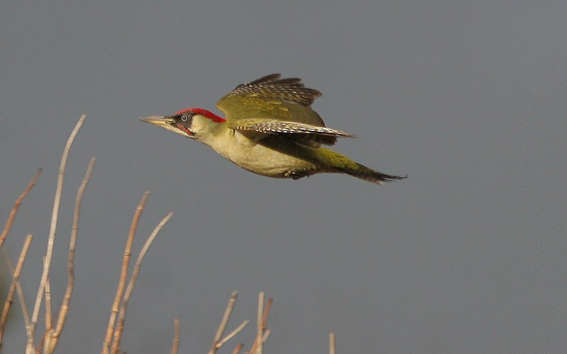 Eurasian Green Woodpecker (Eurasian) - ML205723731