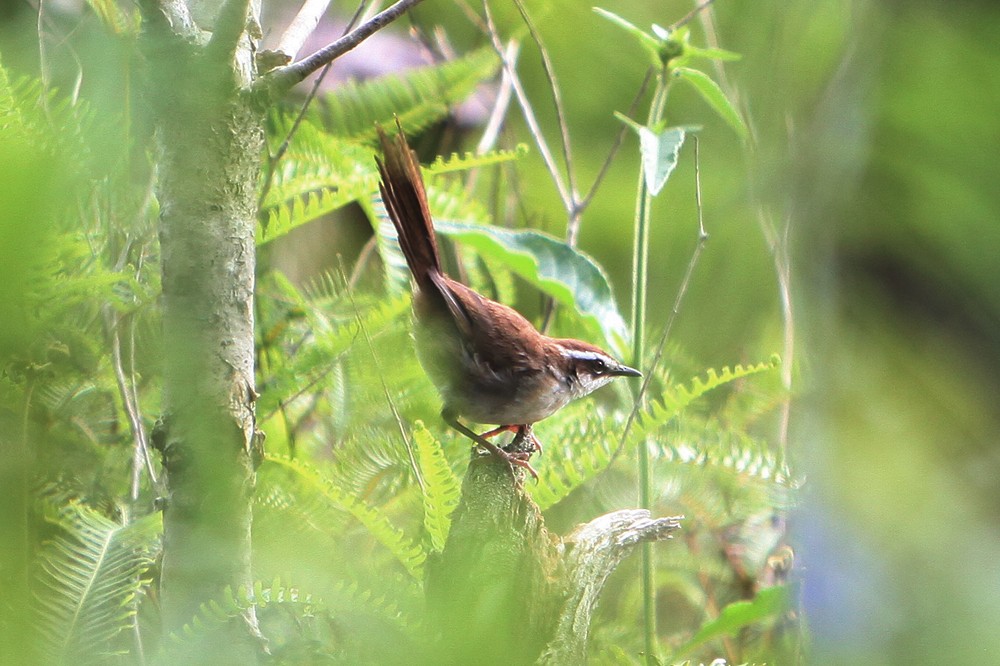 New Caledonian Grassbird - ML205723911