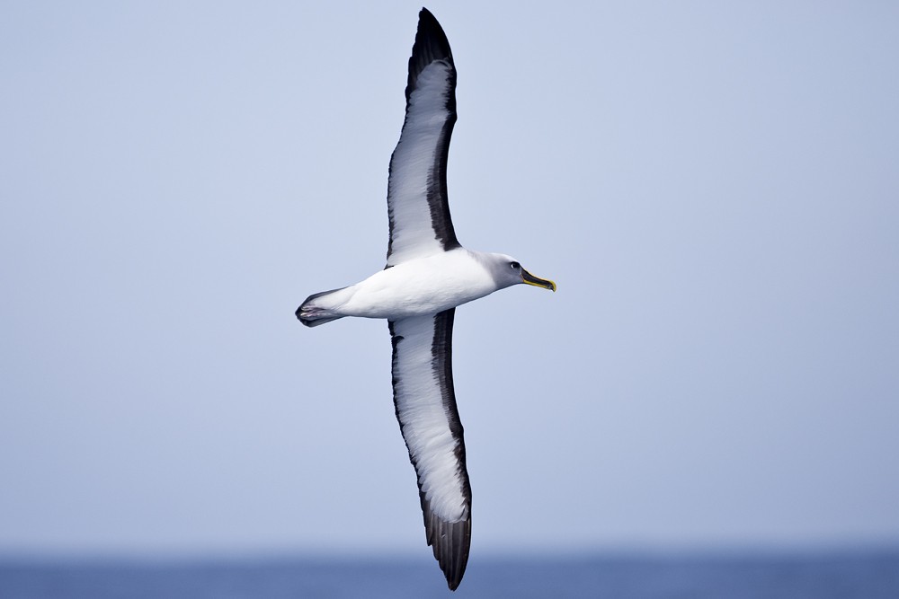 Buller's Albatross - Tony Palliser