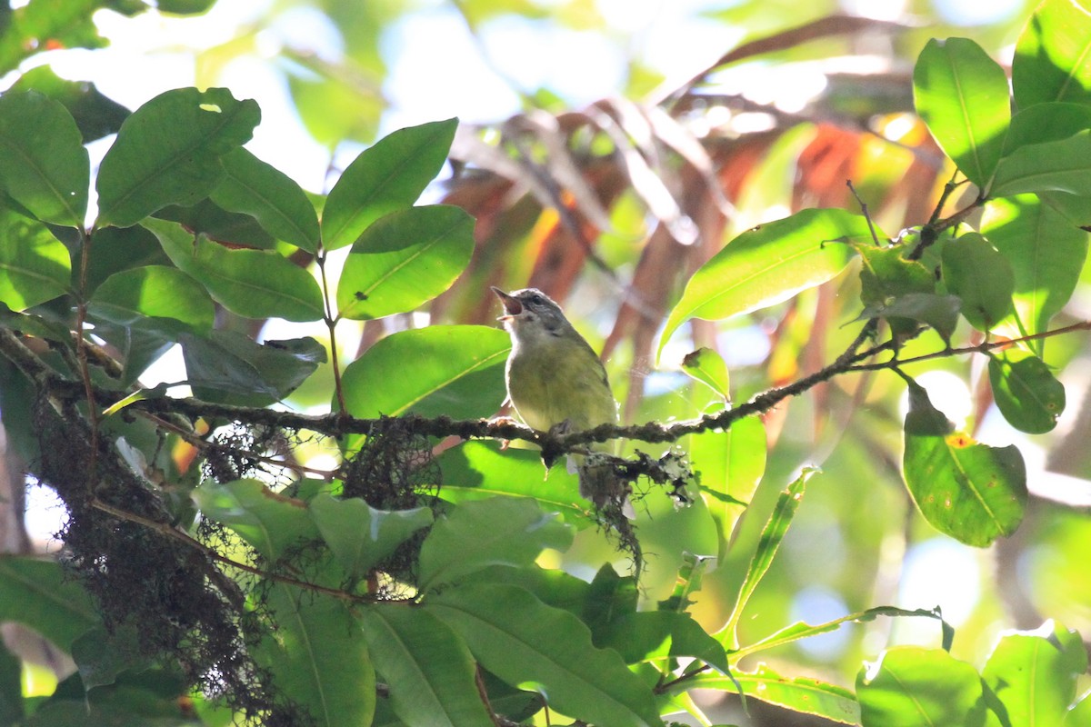 Island Leaf Warbler (Buru) - ML205723991