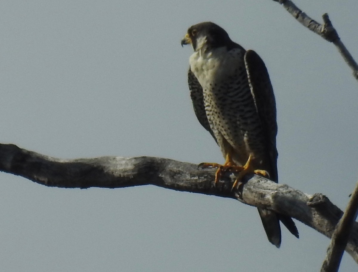 Peregrine Falcon (Tundra) - Eugeni Capella