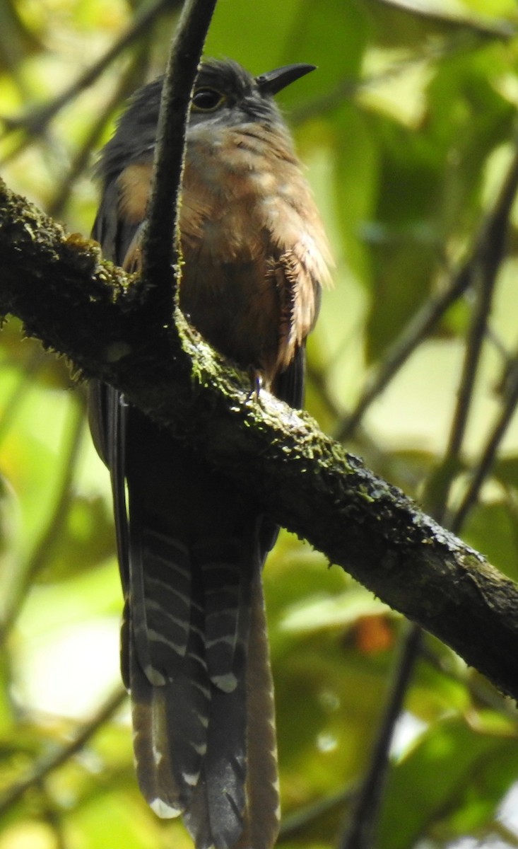 Moluccan Cuckoo - Eugeni Capella